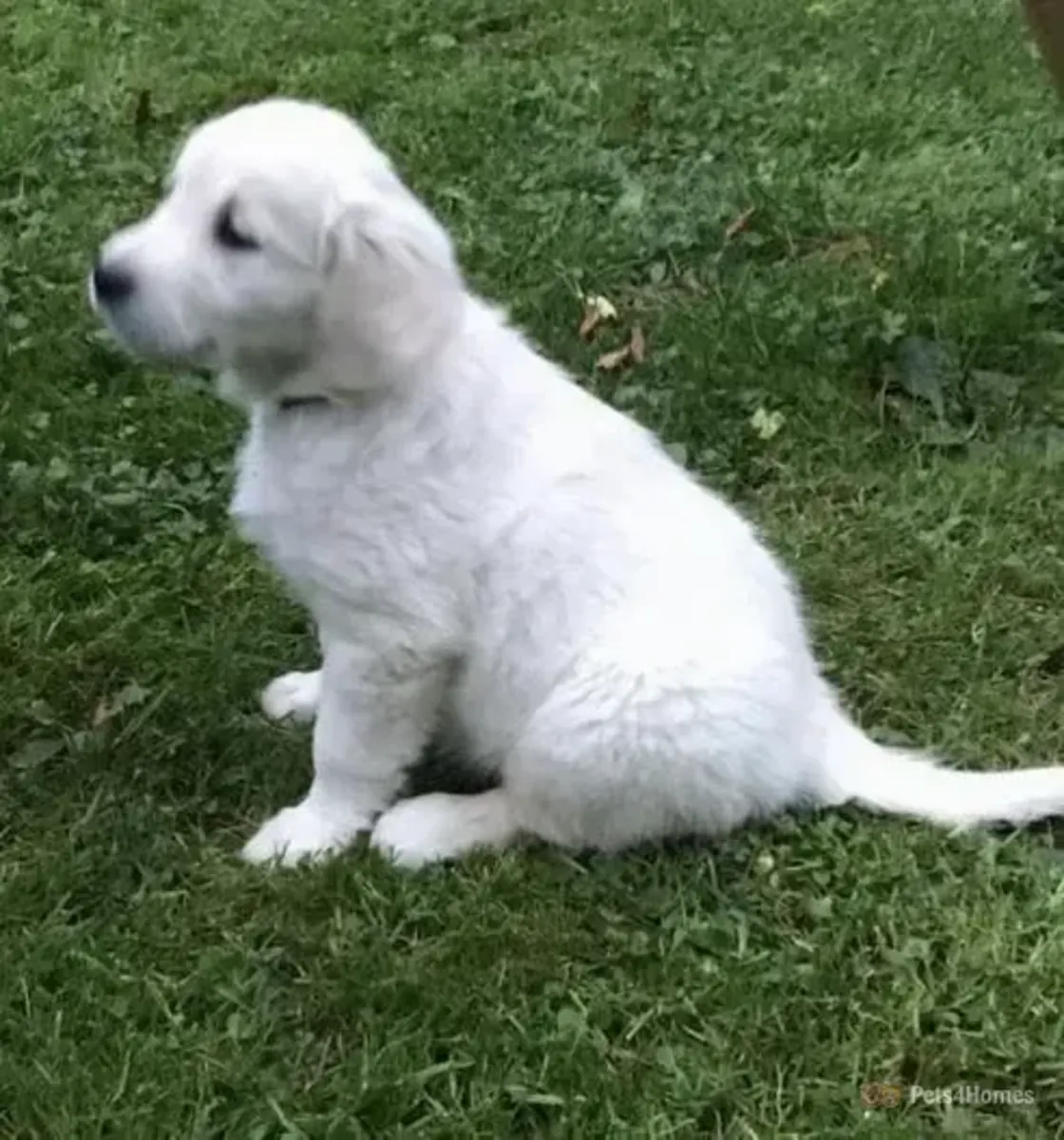 可爱的金毛猎犬幼犬待领养