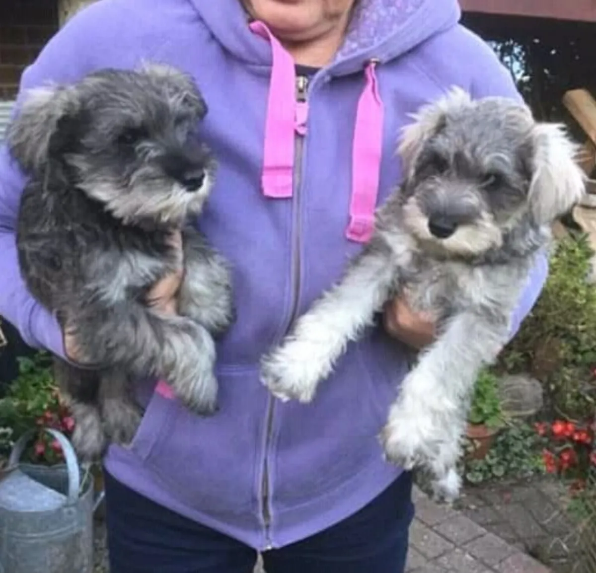 Cachorros Schnauzer Miniatura