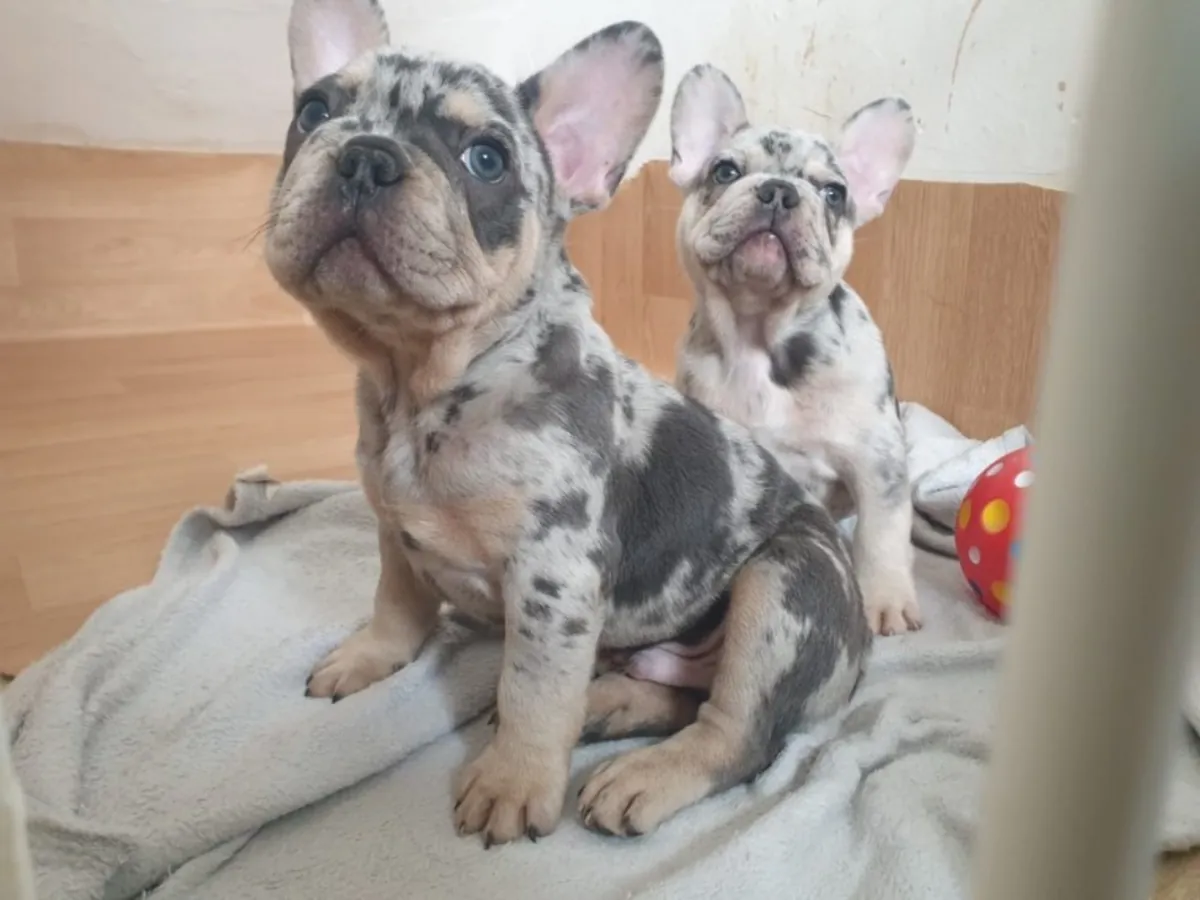 可爱的法国斗牛犬幼犬