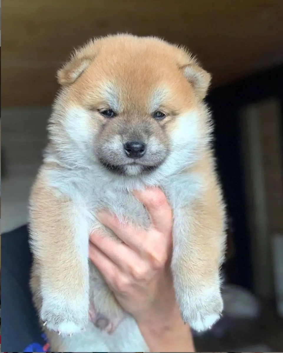 可爱的注册柴犬幼犬