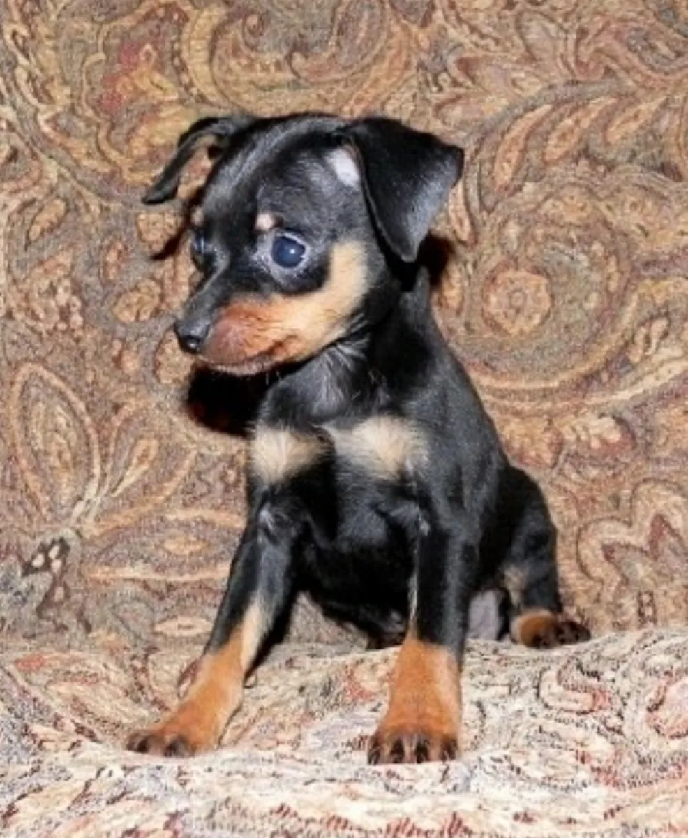 Mini-pinscher à adopter
