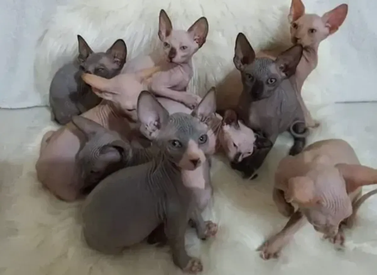 漂亮的斯芬克斯小猫