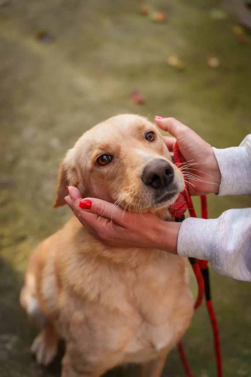 Teddy, 1.5 yrs, Retriever mix, looking for a loving home 🐕