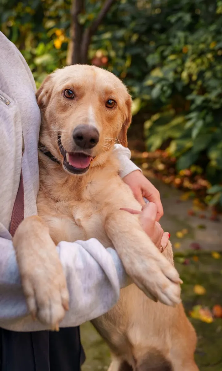 Teddy, 1.5 yrs, Retriever mix, looking for a loving home 🐕