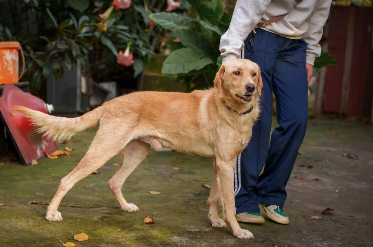 Teddy, 1.5 yrs, Retriever mix, looking for a loving home 🐕