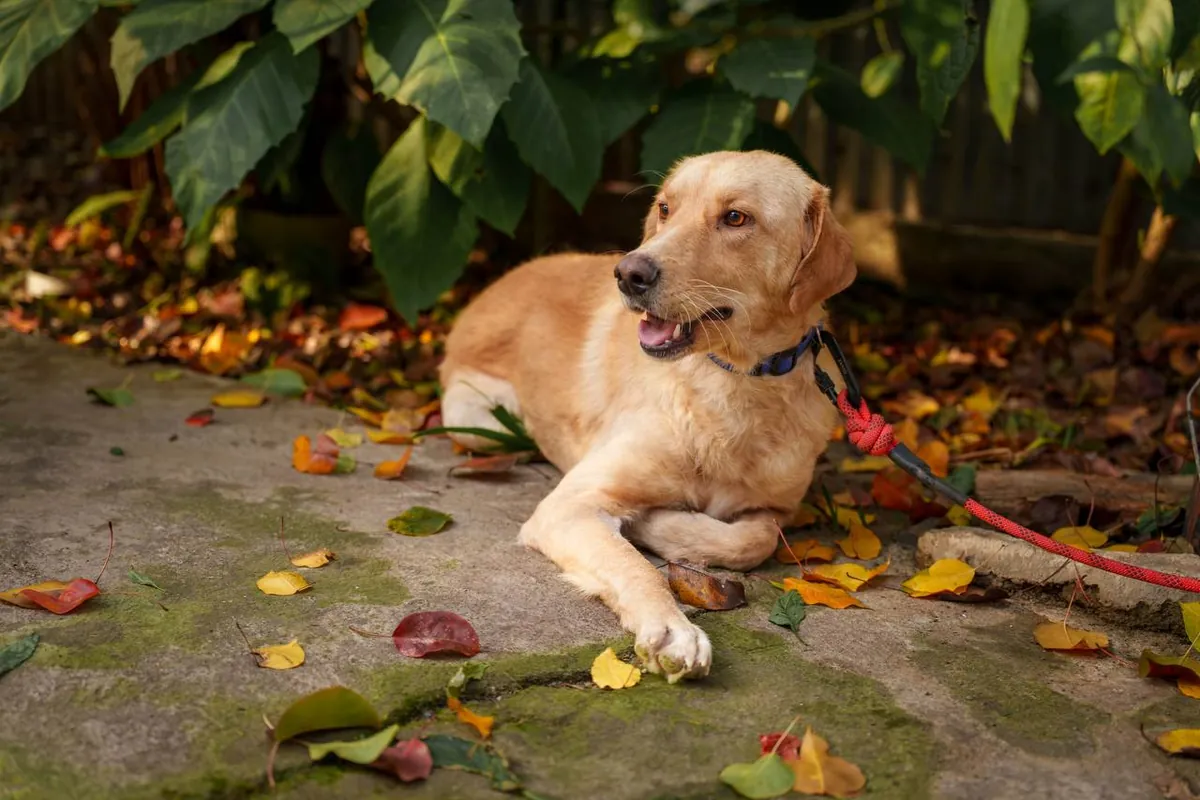 Teddy, 1.5 yrs, Retriever mix, looking for a loving home 🐕