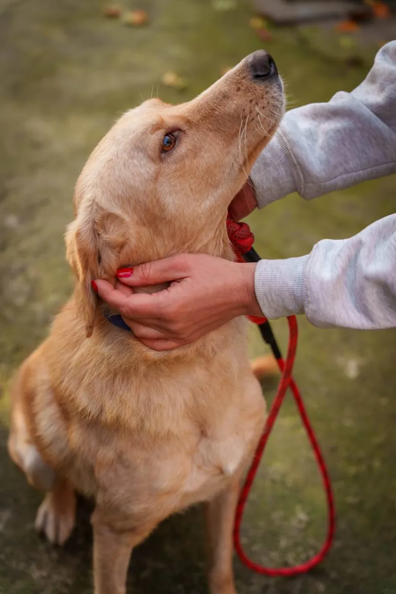 Teddy, 1.5 yrs, Retriever mix, looking for a loving home 🐕