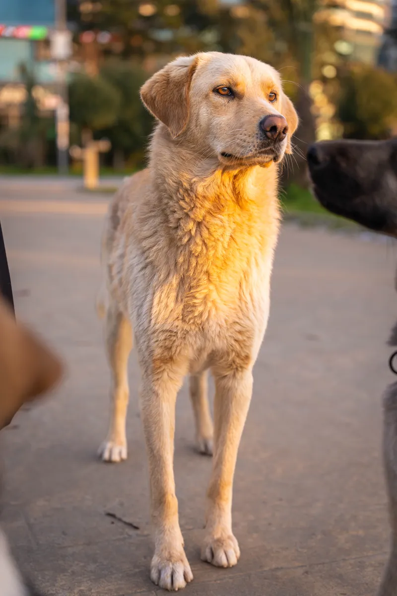 Teddy, 1.5 yrs, Retriever mix, looking for a loving home 🐕