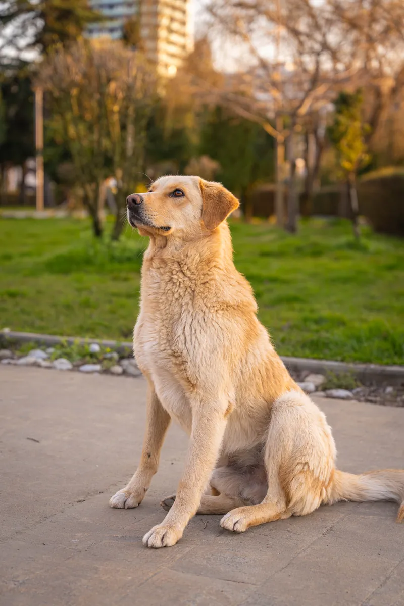 Teddy, 1.5 yrs, Retriever mix, looking for a loving home 🐕