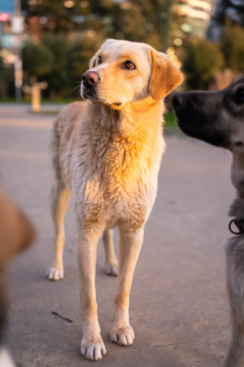 Teddy, 1.5 yrs, Retriever mix, looking for a loving home 🐕