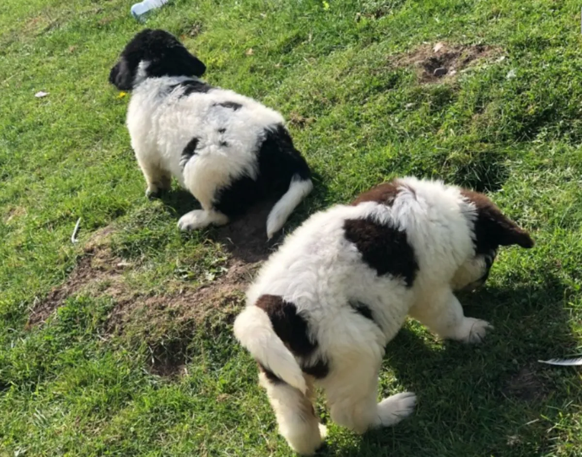 Cachorros Terranova