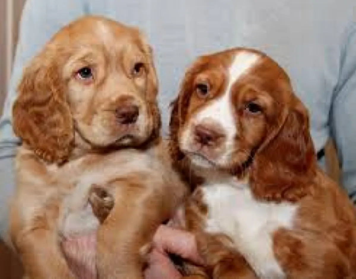 Chiots Cocker Spaniel