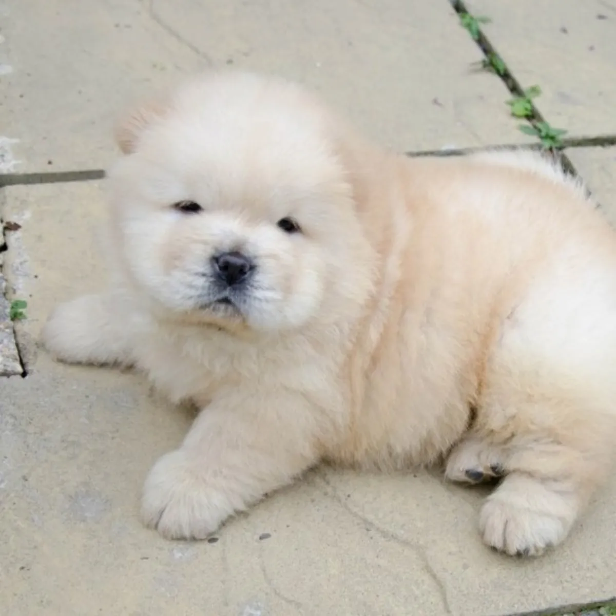 Cachorros de Chow Chow en adopción