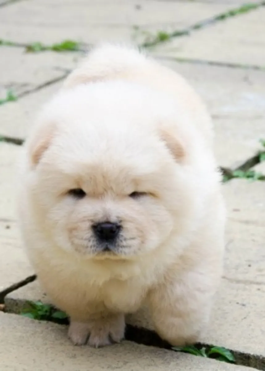 Cachorros de Chow Chow en adopción