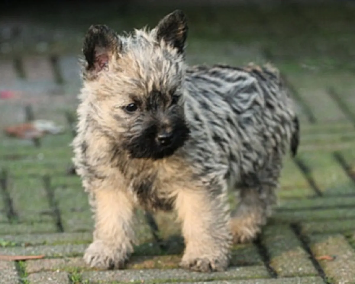 Cachorros de Cairn Terrier en adopción