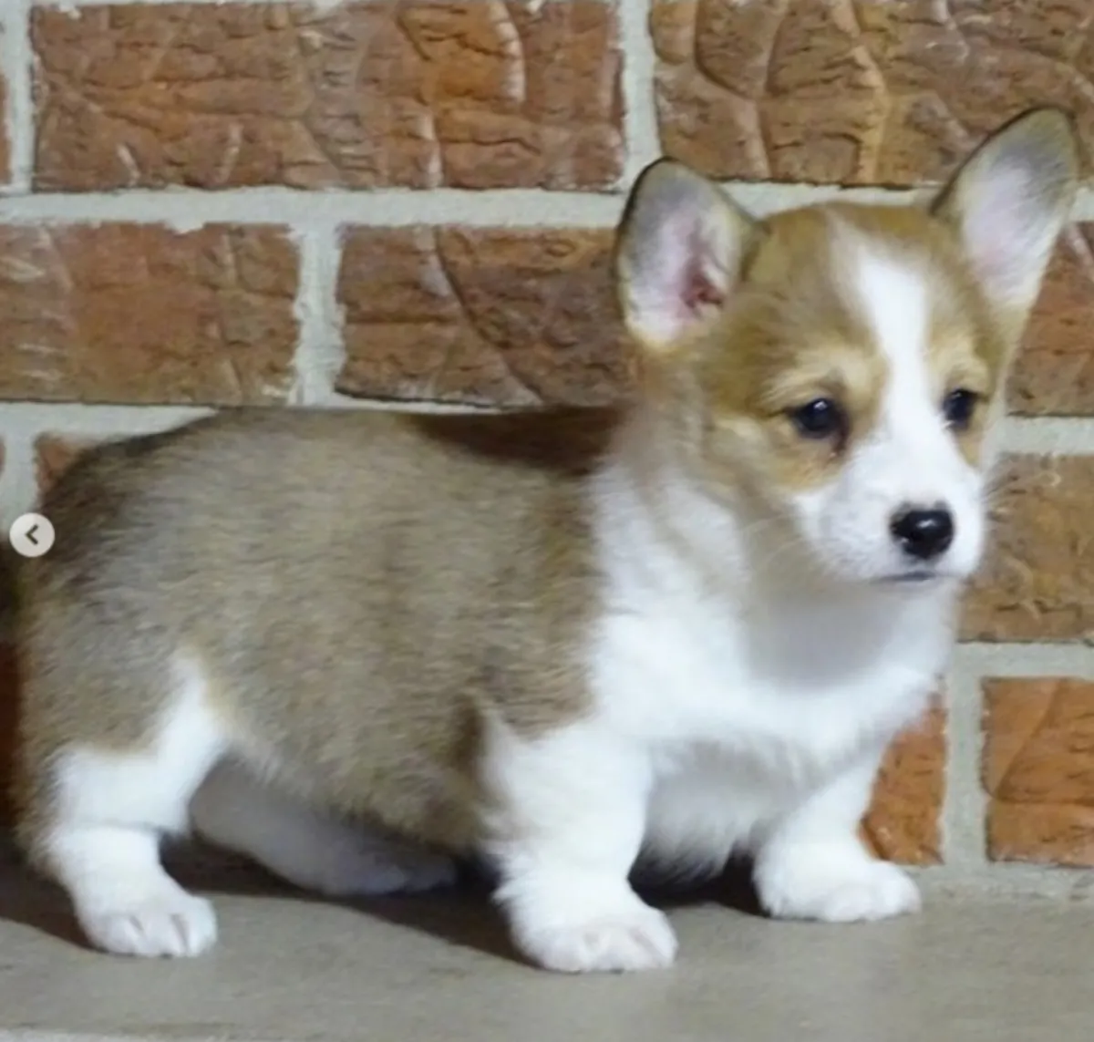 Pembroke Welsh Corgi à adopter