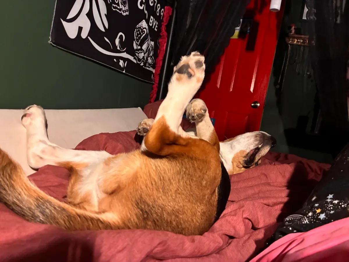 Beagle için vakit ayırabilecek biri lazım