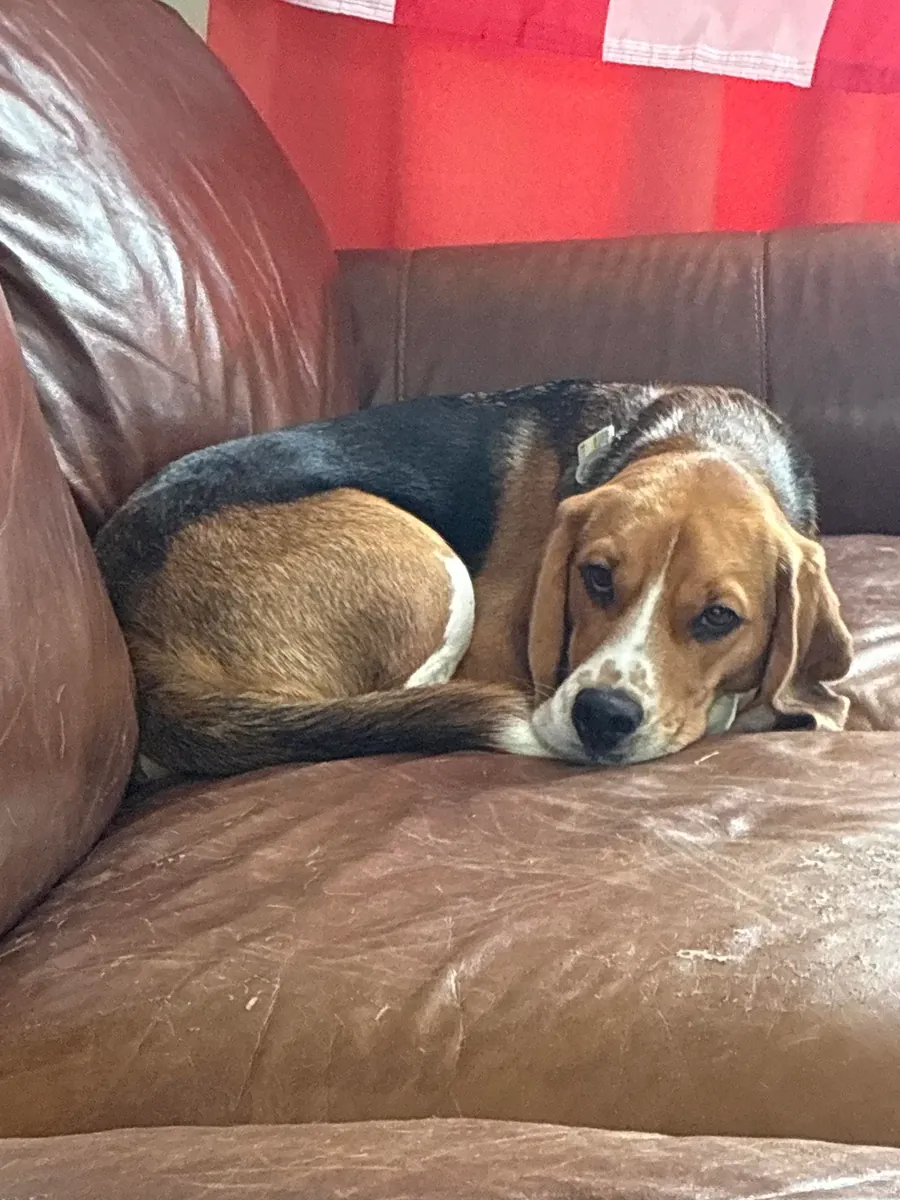 Beagle için vakit ayırabilecek biri lazım