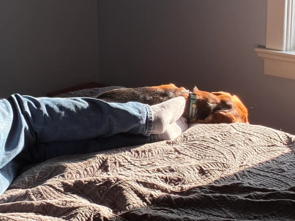 Beagle için vakit ayırabilecek biri lazım