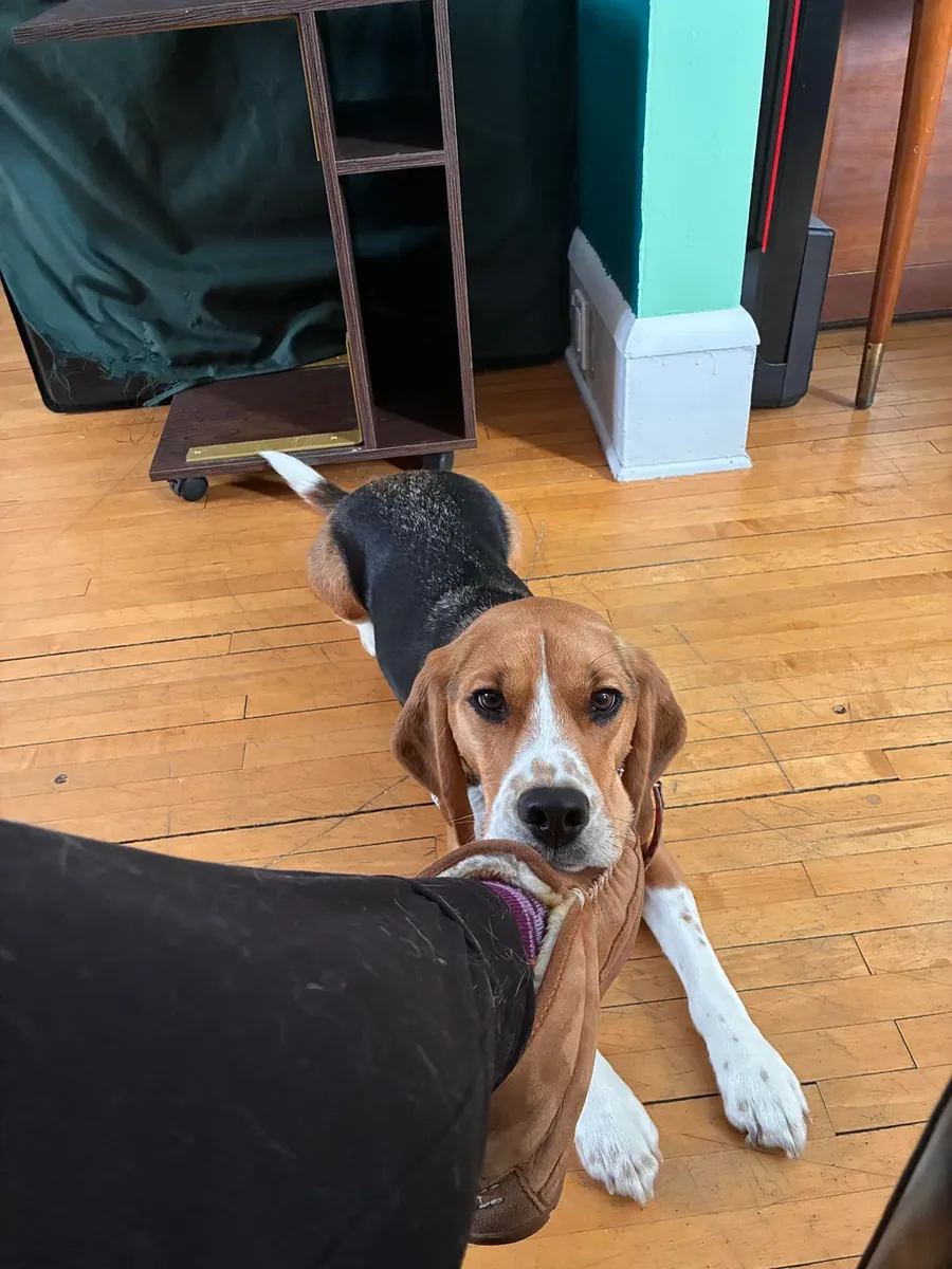 Beagle için vakit ayırabilecek biri lazım