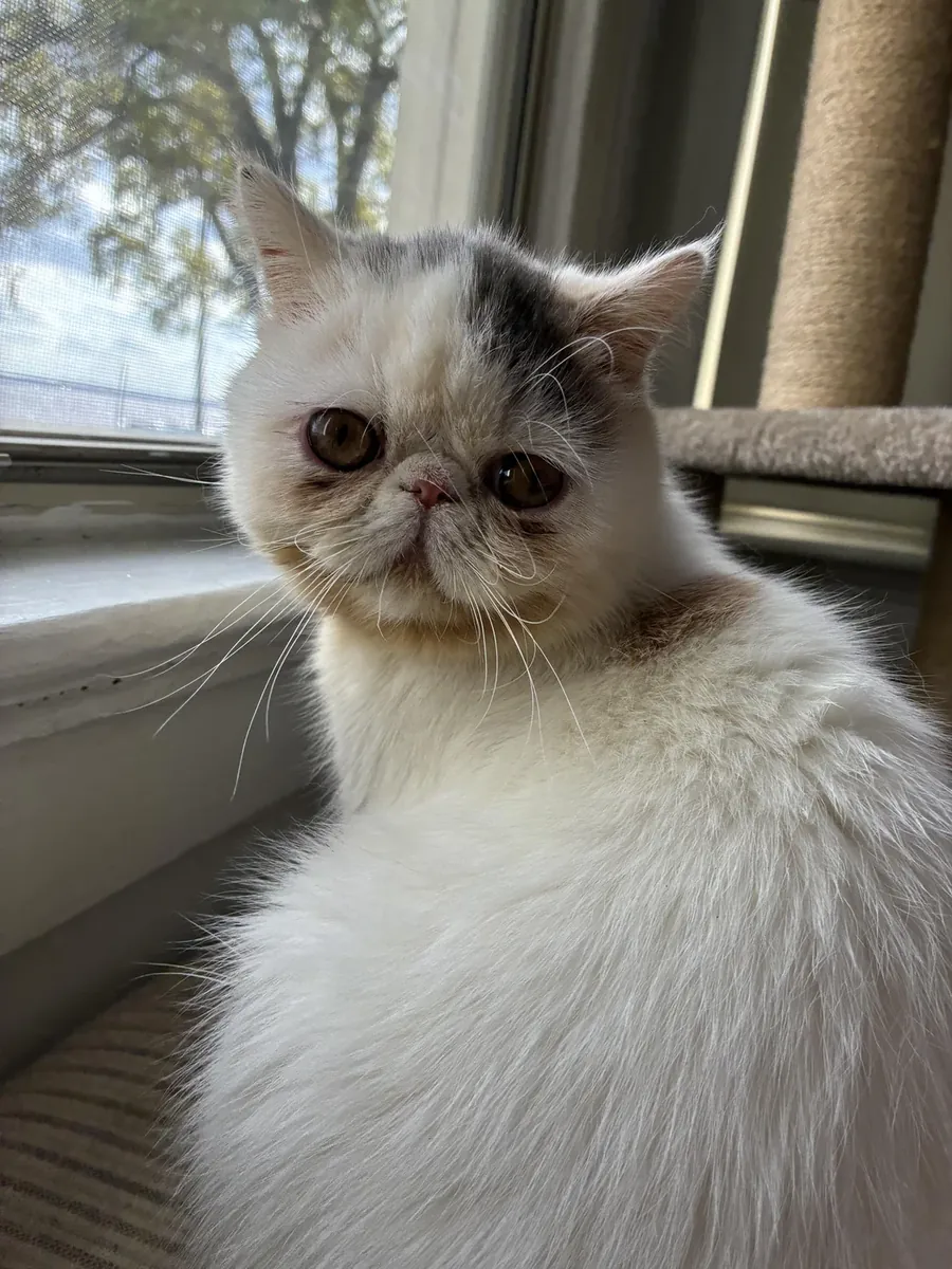 Exotic shorthair kedi verilecek
