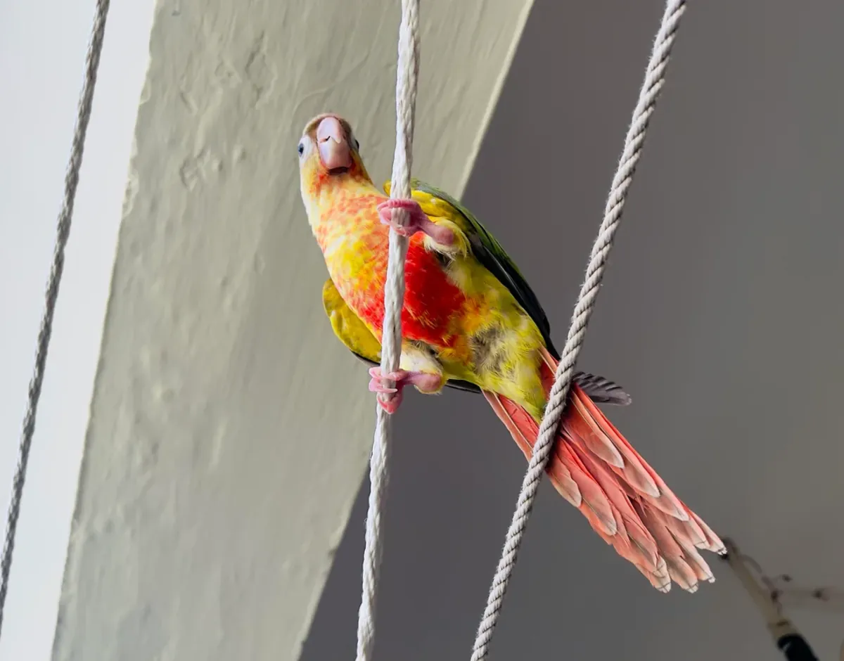 Evde büyümüş conure papağanı