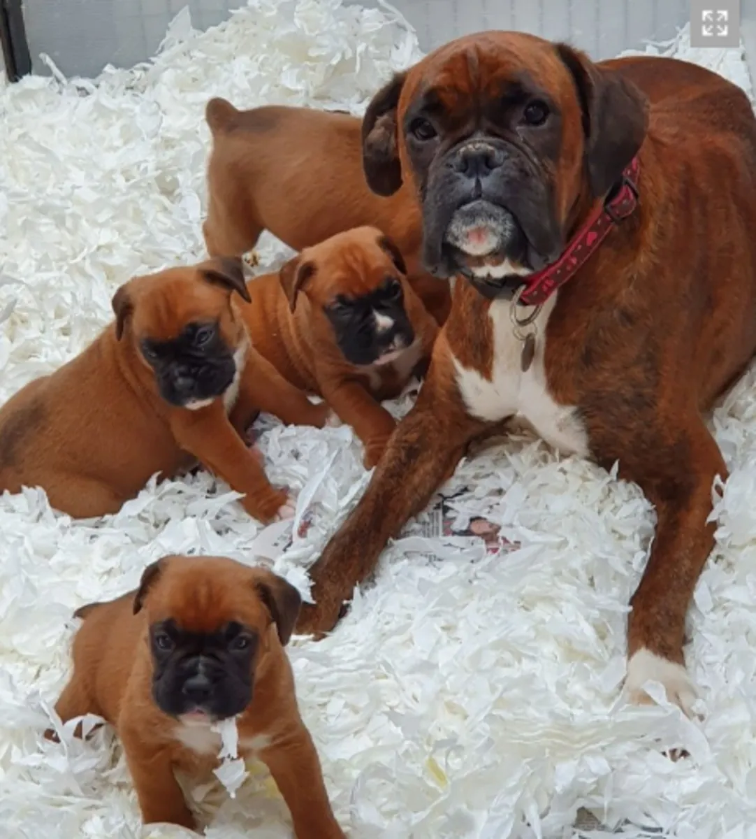 Cachorros Boxer listos para Navidad