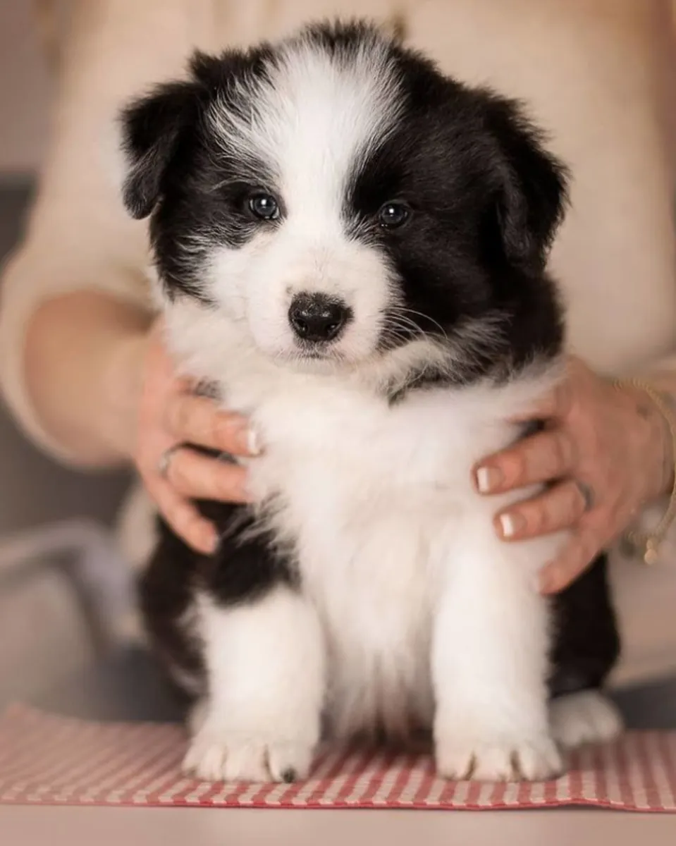 Chiots Border Collie