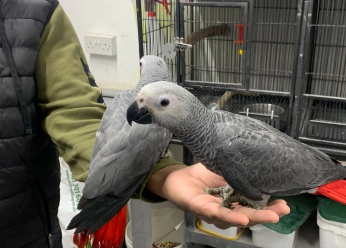 Talking African Grey Parrot Pair