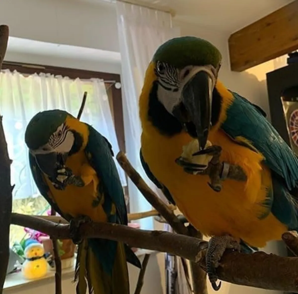 Beautiful blue and gold macaws