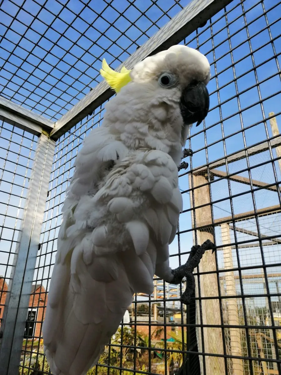 Adorable cockatoos