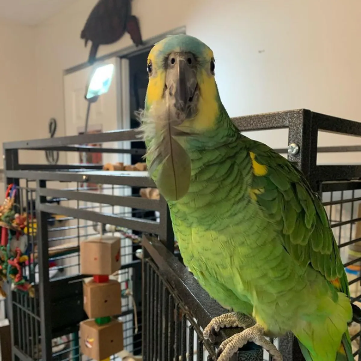 Adorable Amazon parrots