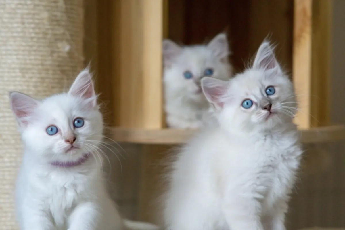 Gatitos Ragdoll en busca de un nuevo hogar
