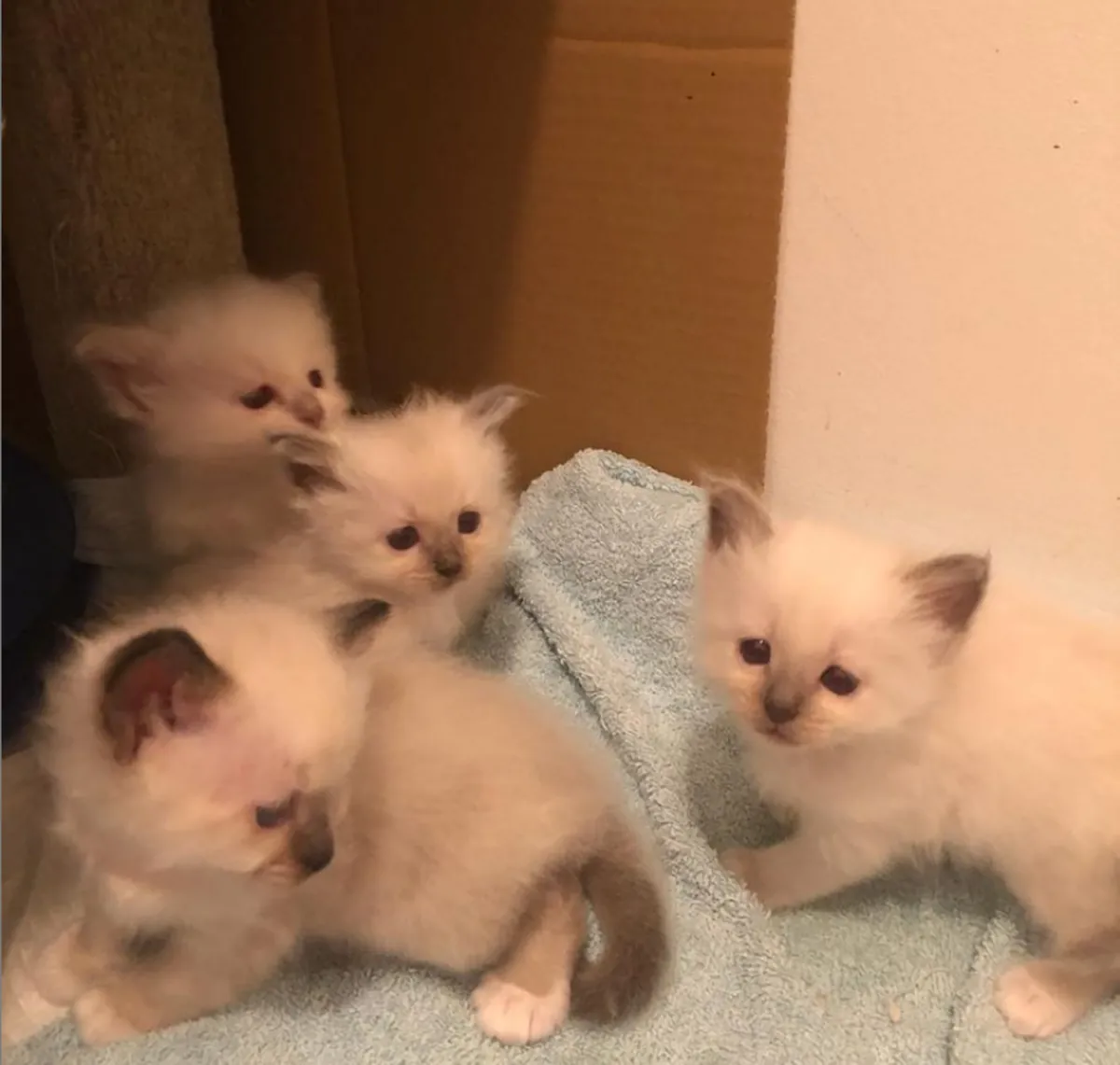 Gatitos Birmanos (macho y hembra)