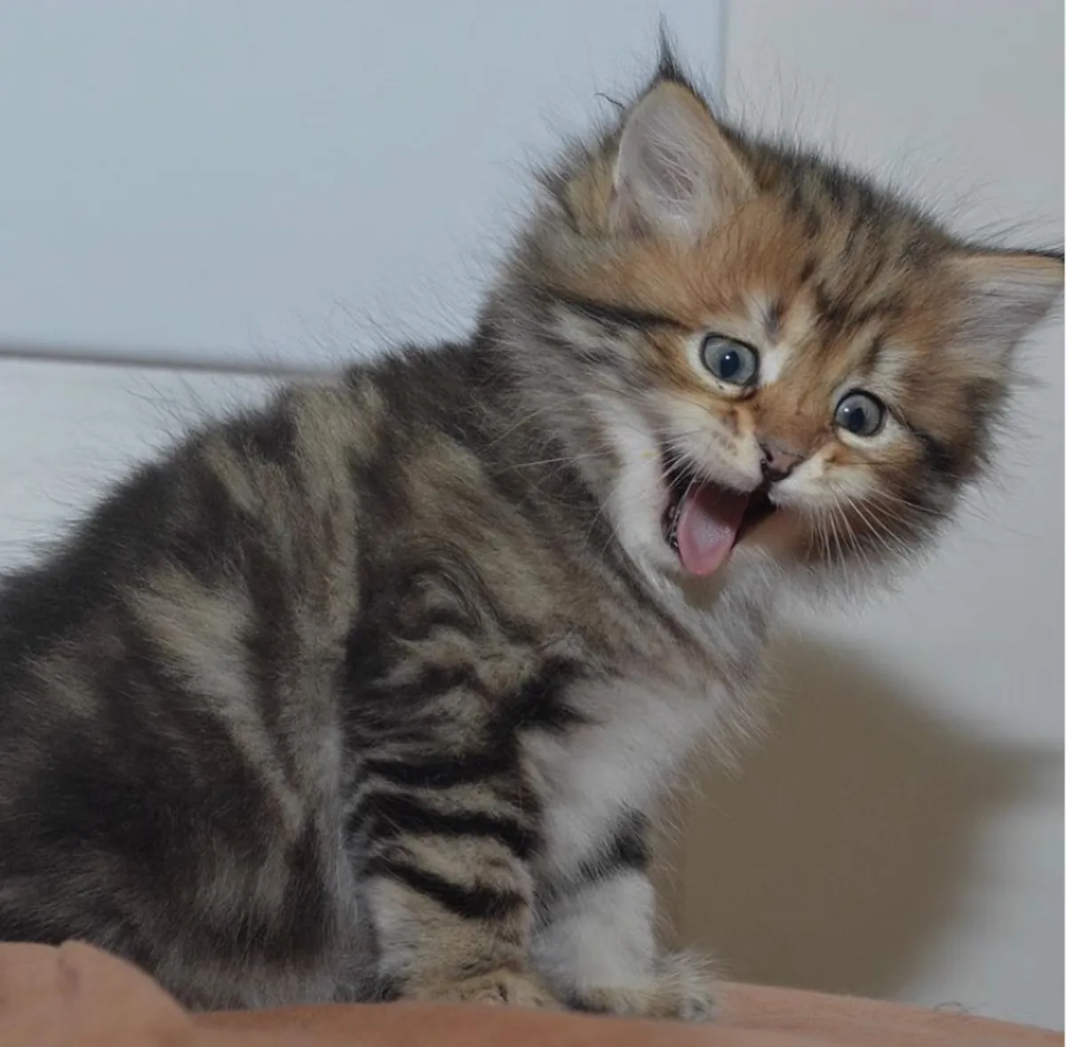 可供领养的西伯利亚小猫