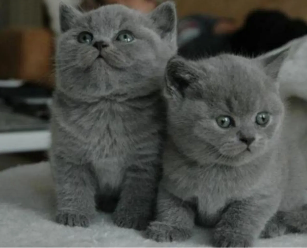 British Shorthair Kittens
