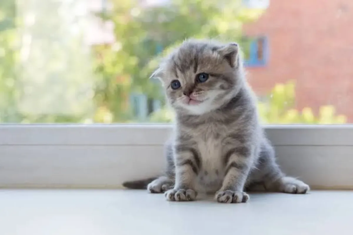 Gatitos Scottish Fold