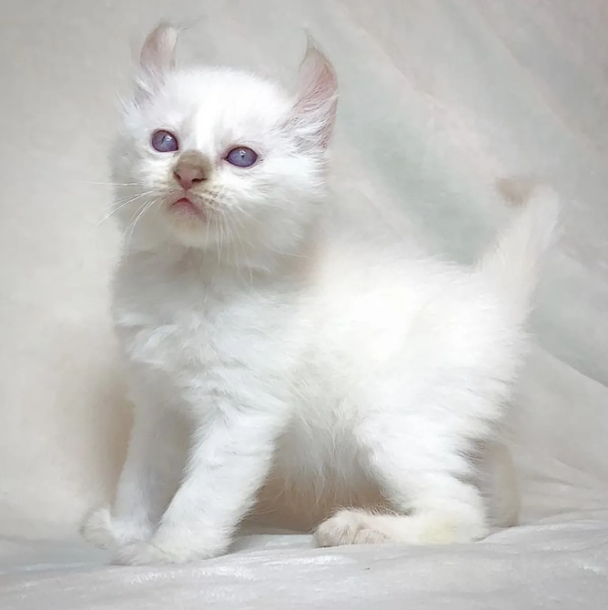 可供出售的曼基康小猫
