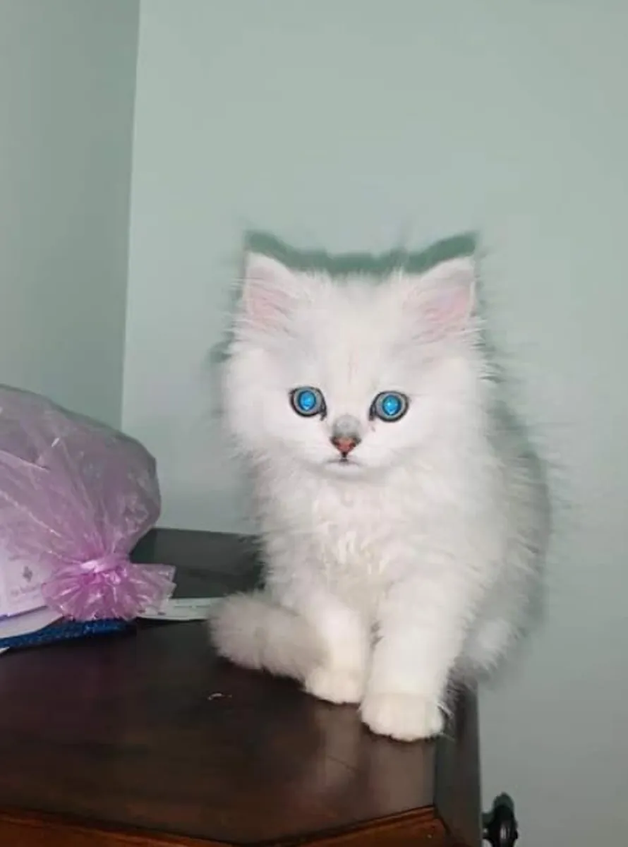 波斯猫小猫