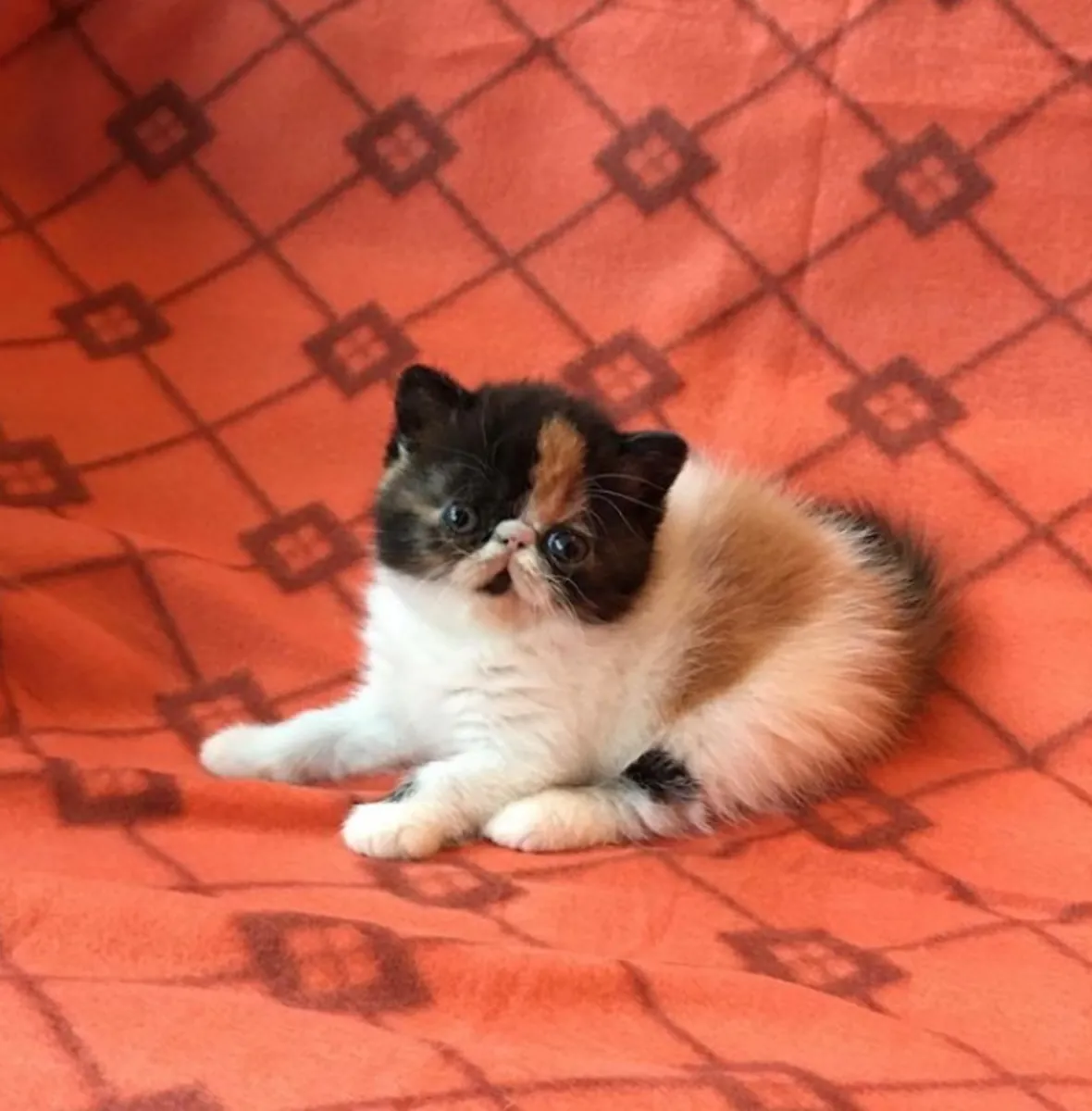短毛异国小猫