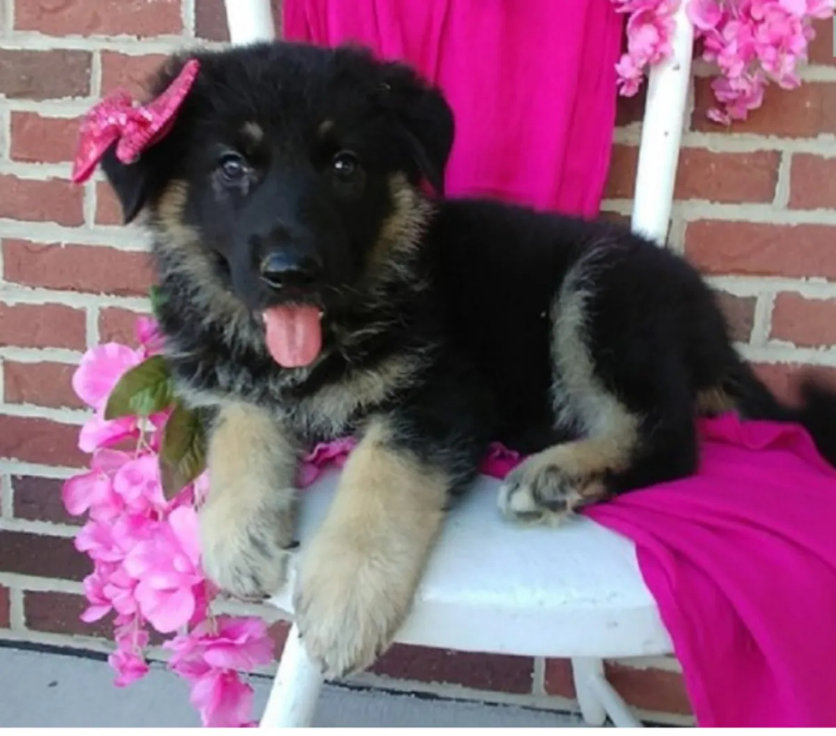 AKC Registered German Shepherd Puppies