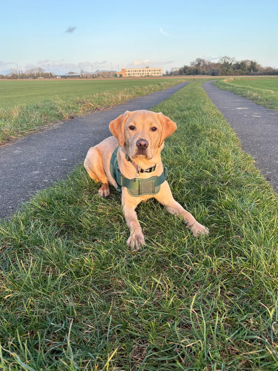 Labrador için yeni ev