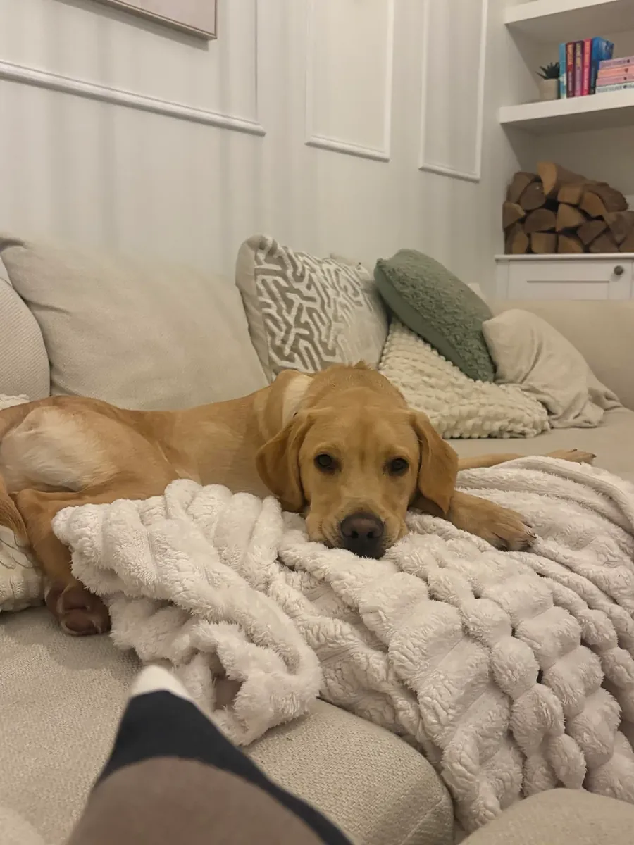 Labrador için yeni ev