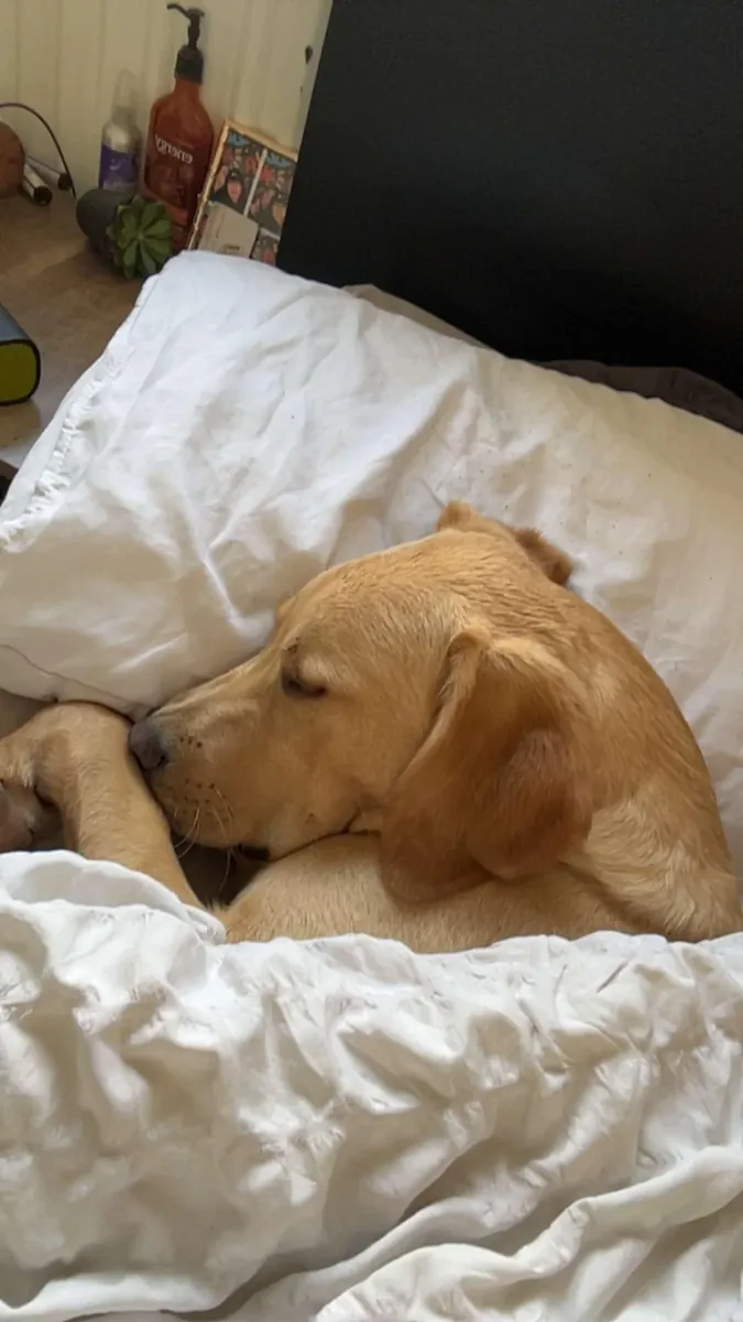 Labrador için yeni ev