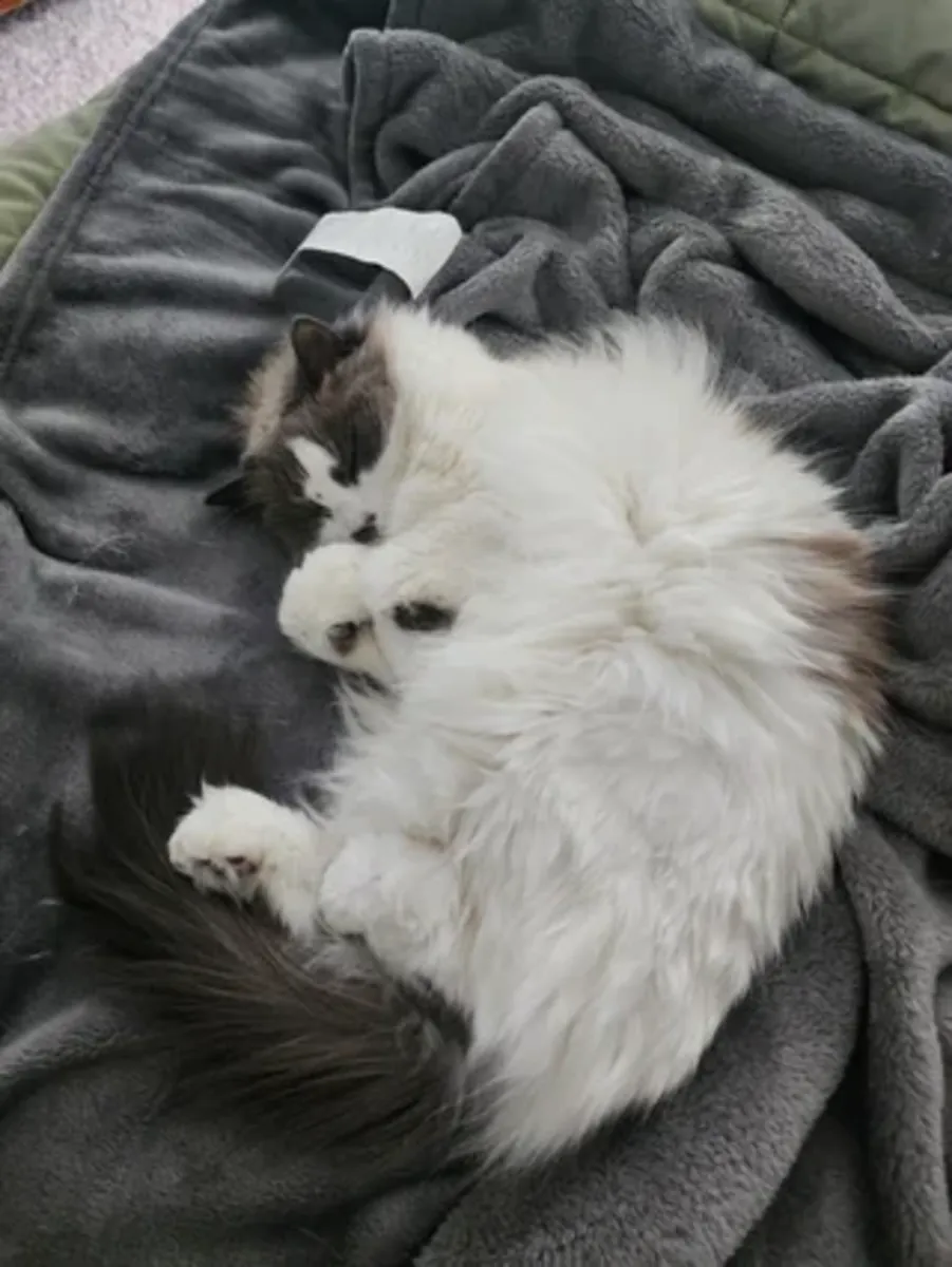 Ragdoll kedi