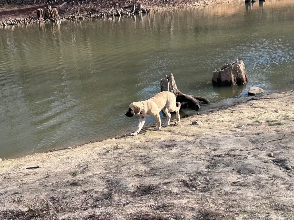 Kangal sahiplendirme