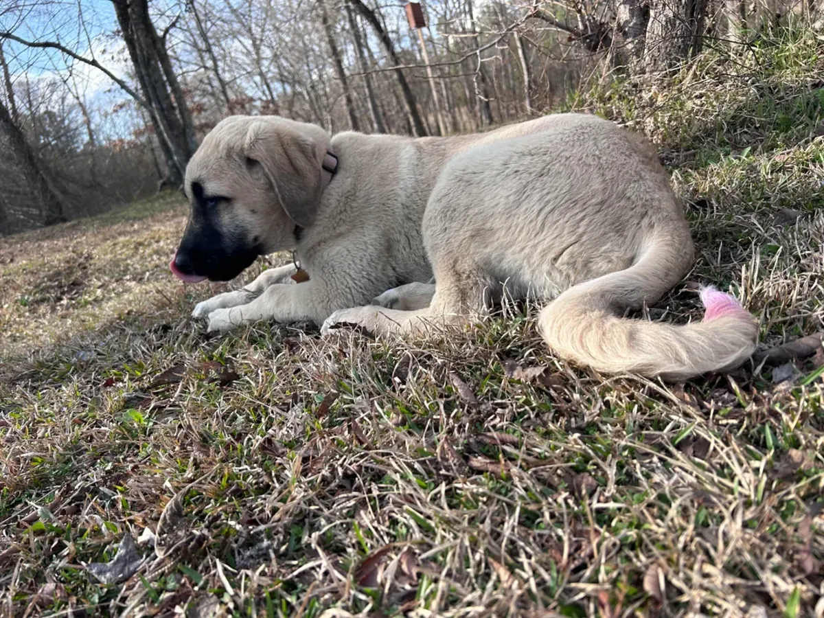 Kangal sahiplendirme