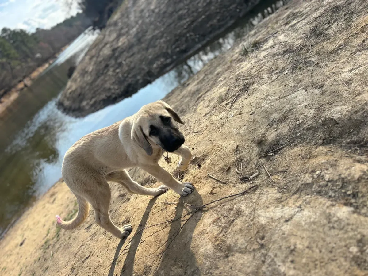 Kangal sahiplendirme