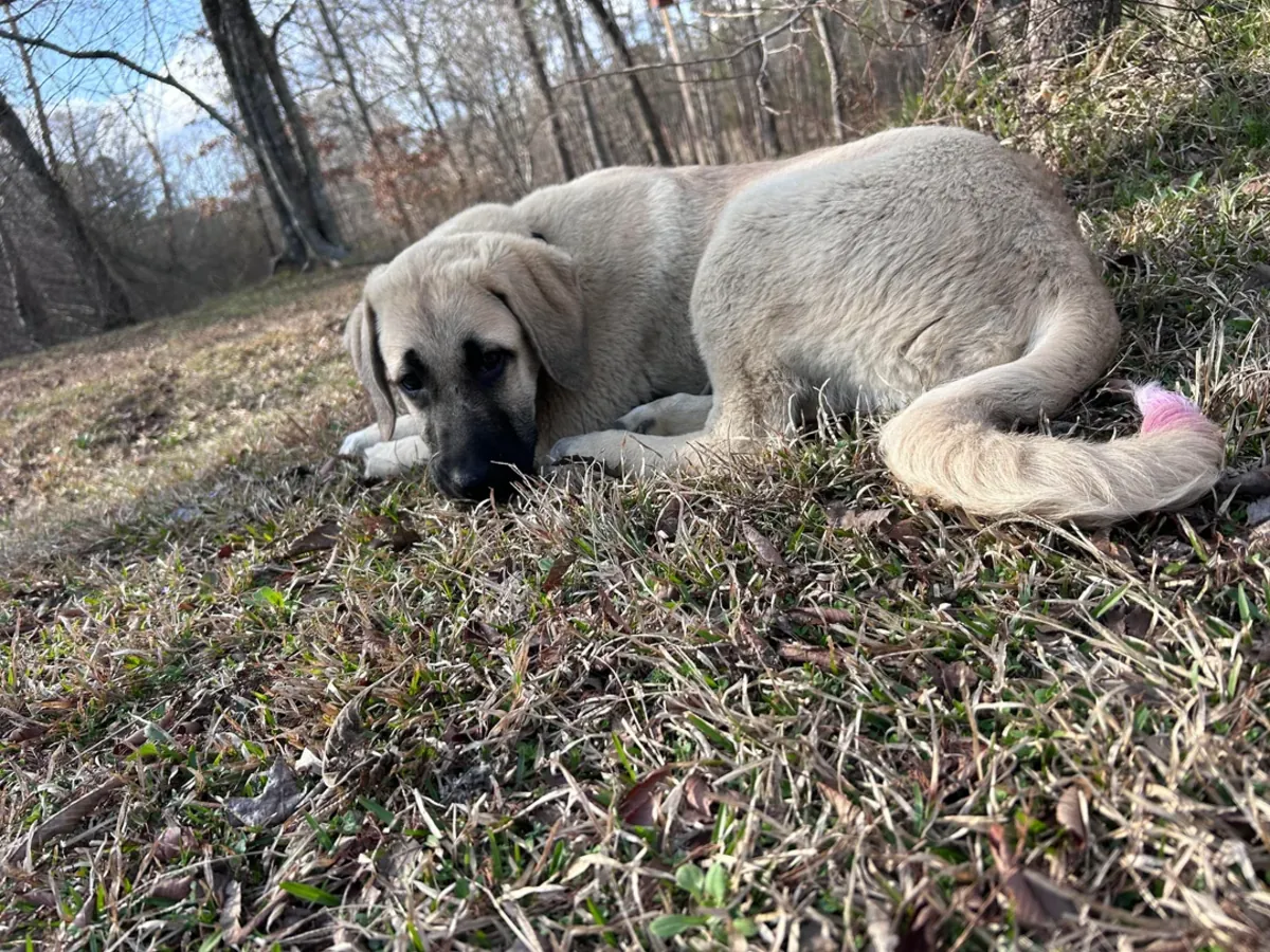 Kangal sahiplendirme