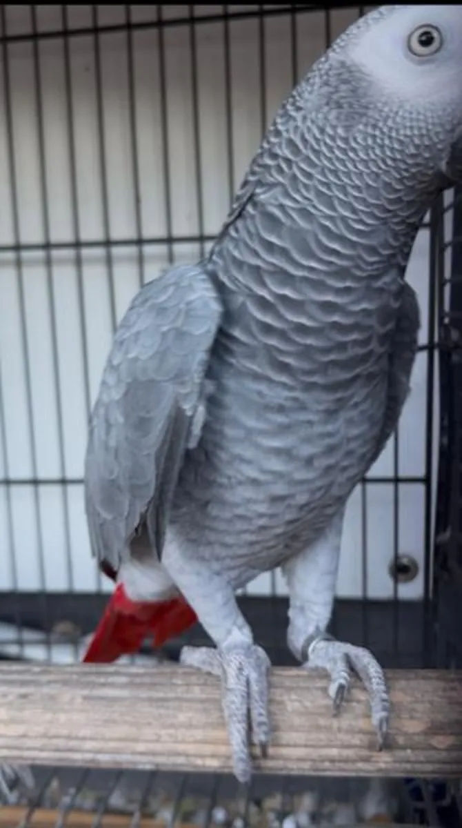 Jako Papağanı Fiyat Görüşülür 